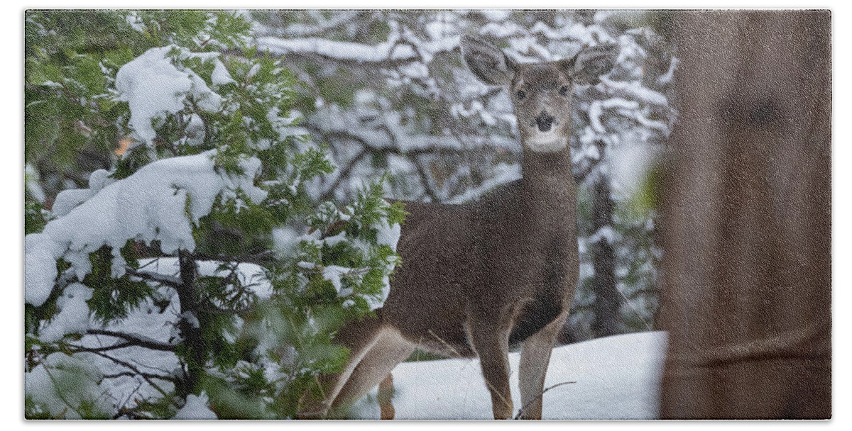 Deer Bath Towel featuring the photograph Mule Deer in Snow by Randy Robbins