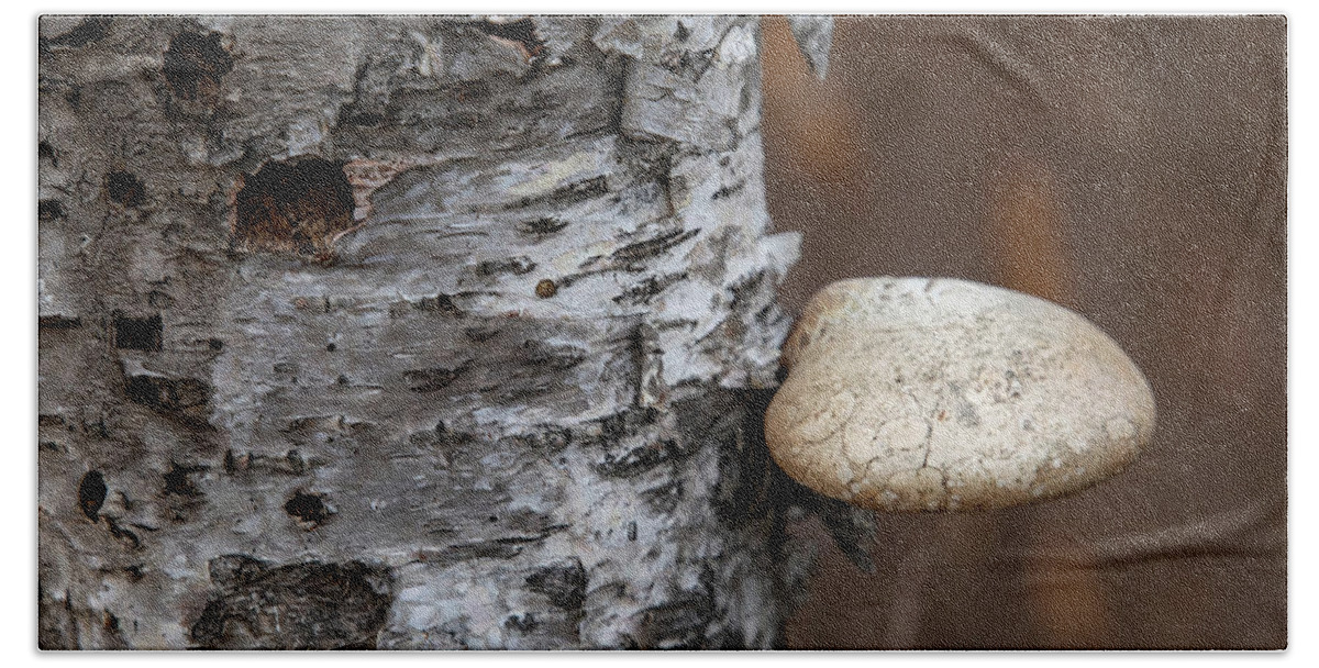 Mushroom Hand Towel featuring the photograph Mushroom on Birch by Laura Smith