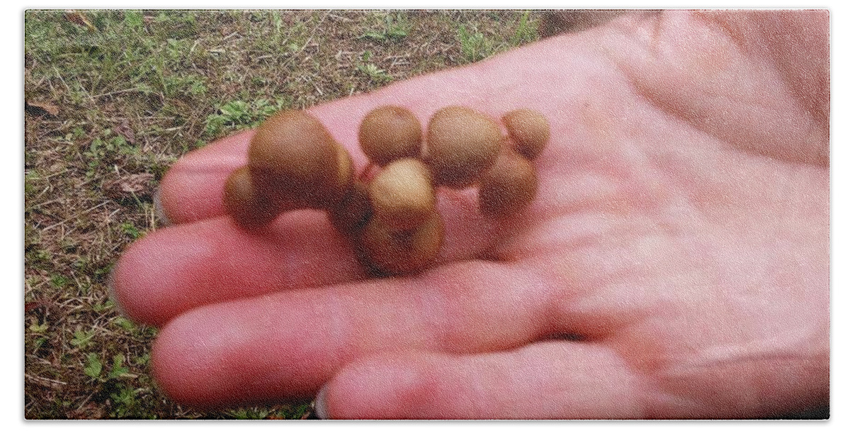 Mushrooms Hand Towel featuring the photograph Mushrooms by Windi Nature