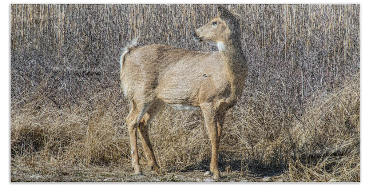 Deer Bath Towel featuring the photograph My Better Side by Cathy Kovarik