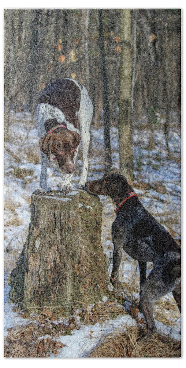 German Shorthaired Pointers Bath Towel featuring the photograph My Stump by Brook Burling
