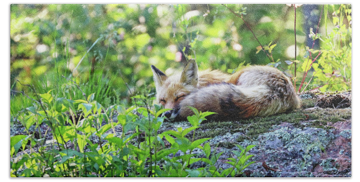 Fox Bath Towel featuring the photograph Nap Time For Red Fox I by Debbie Oppermann
