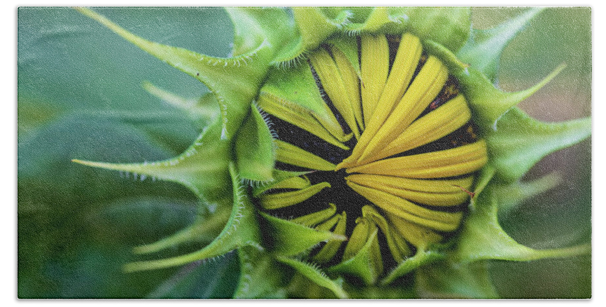 Arboretum Bath Towel featuring the photograph Nature Photography Sunflower #1 by Amelia Pearn