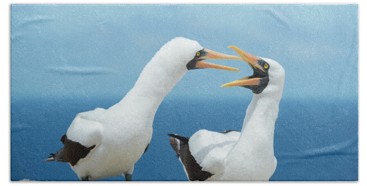 Animal Bath Towel featuring the photograph Nazca Booby Pair Courting by Tui De Roy