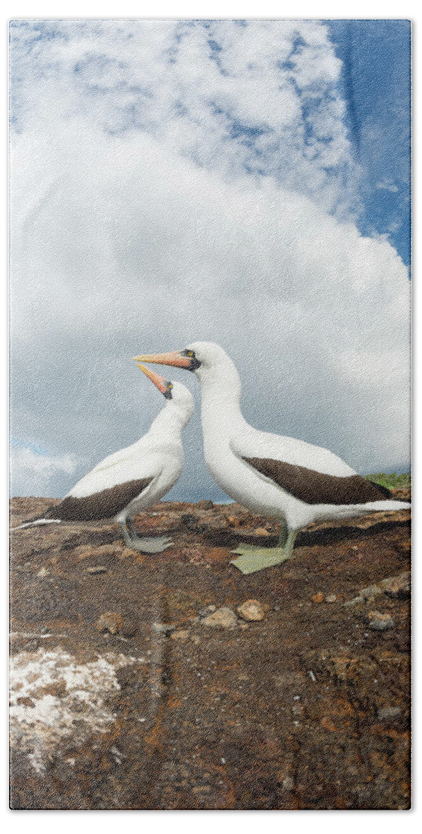 Animal Hand Towel featuring the photograph Nazca Booby Pair, Galapagos by Tui De Roy