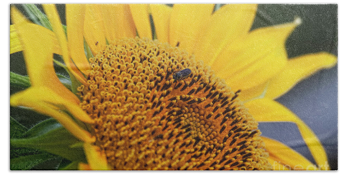 Sunflower Bath Towel featuring the photograph Nectar Time by Joan Bertucci