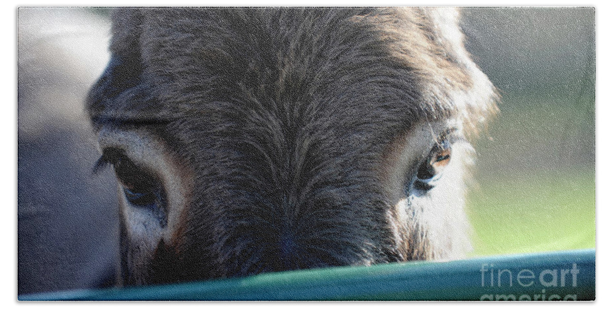 Rosemary Farm Sanctuary Bath Towel featuring the photograph Nemo's Eyes by Carien Schippers
