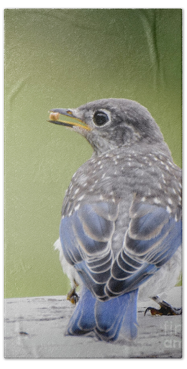 Eastern Bluebird Hand Towel featuring the photograph New Feathers by Amy Porter