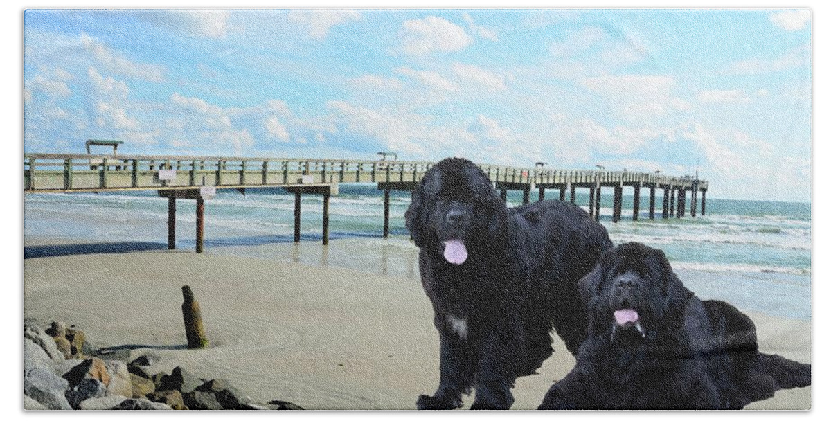 Newfies Bath Towel featuring the photograph Newfies On St Augustine Beach by Philip And Robbie Bracco