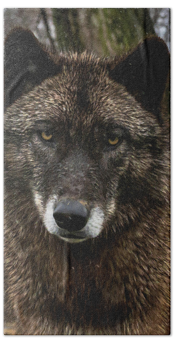 Black Wolf Wolves Bath Towel featuring the photograph Niko portrait by Laura Hedien