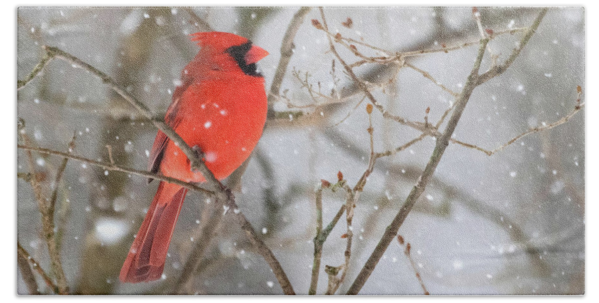 Cardinal Hand Towel featuring the photograph Northern Cardinal in Snow #1 by Mindy Musick King