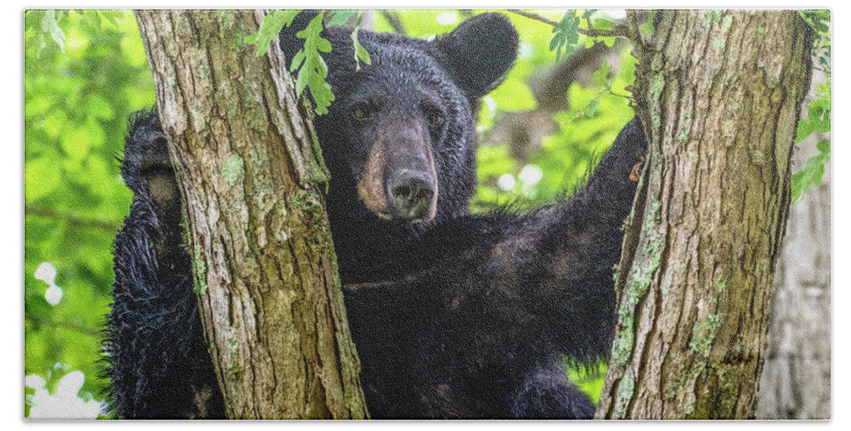 American Black Bear Hand Towel featuring the photograph Not All Bears Are Created Equal by Marcy Wielfaert