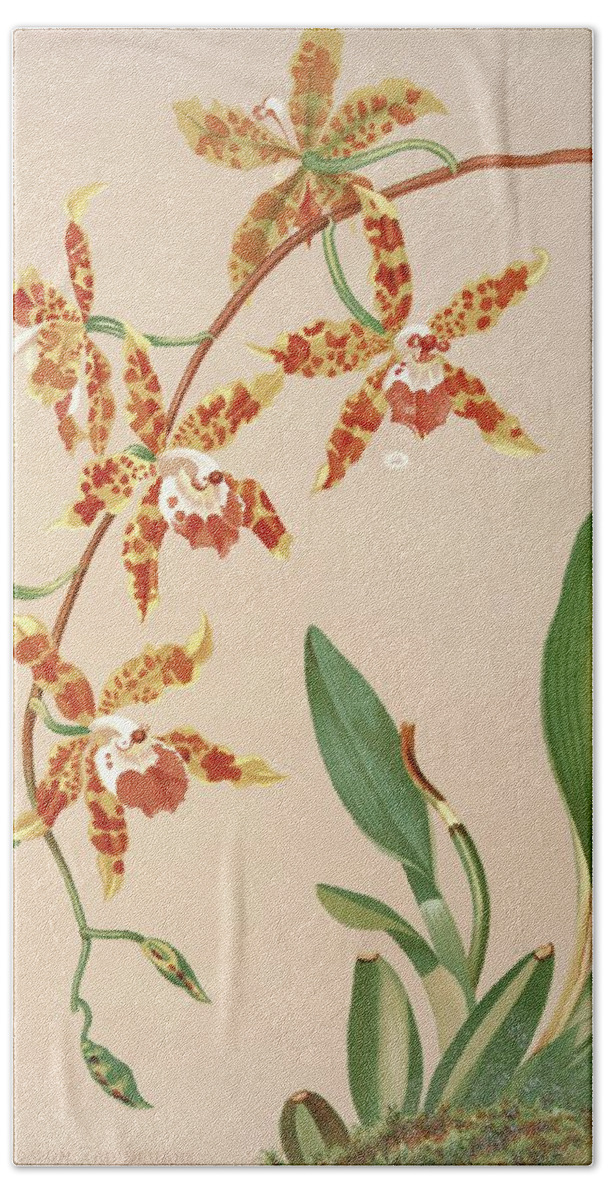 Flower Hand Towel featuring the painting Odontoglossum Triumphans by Harriet Stewart Miner