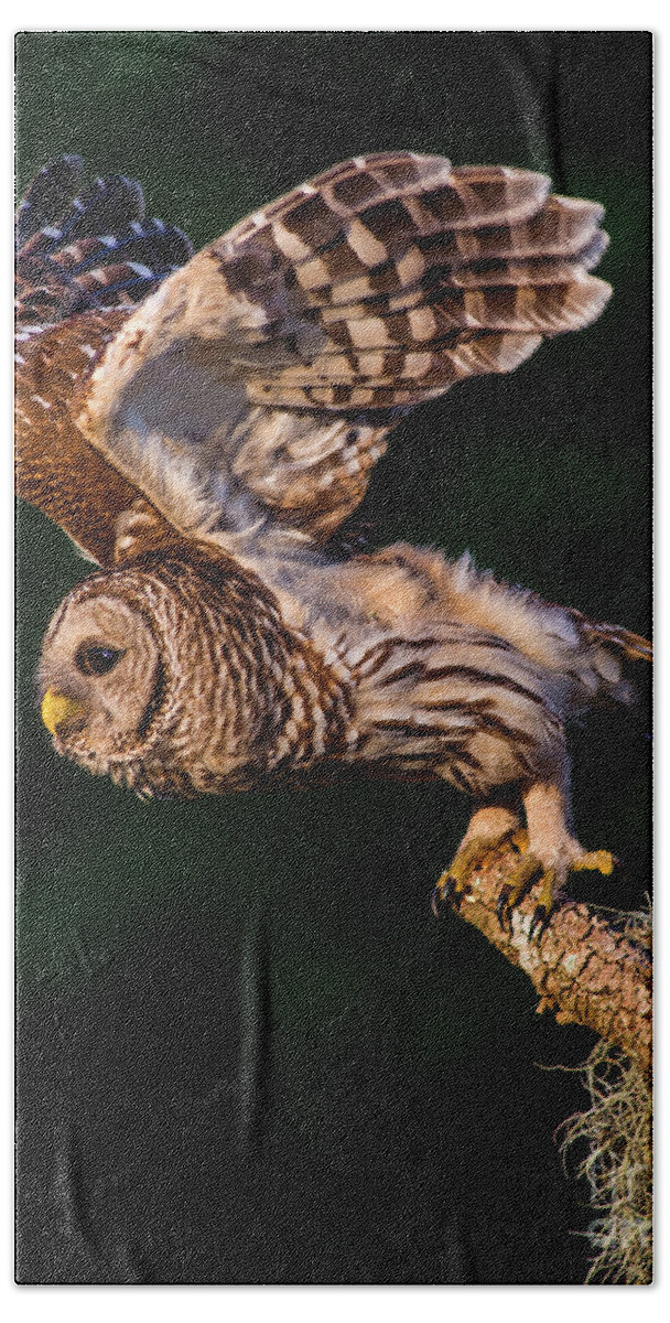 Barred Owl Hand Towel featuring the photograph Off for the Hunt by Jane Axman