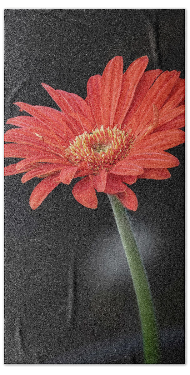 Flowers Hand Towel featuring the photograph Orange Gerbera by Robert Fawcett