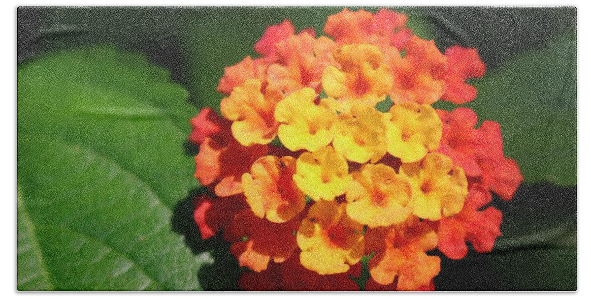 Flower Bath Towel featuring the photograph Orange Lantana by Christopher Lotito