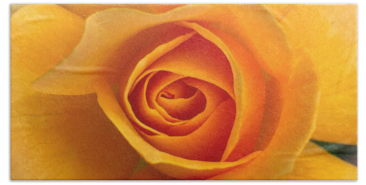 Flower Bath Towel featuring the photograph Orange Rose by Anamar Pictures
