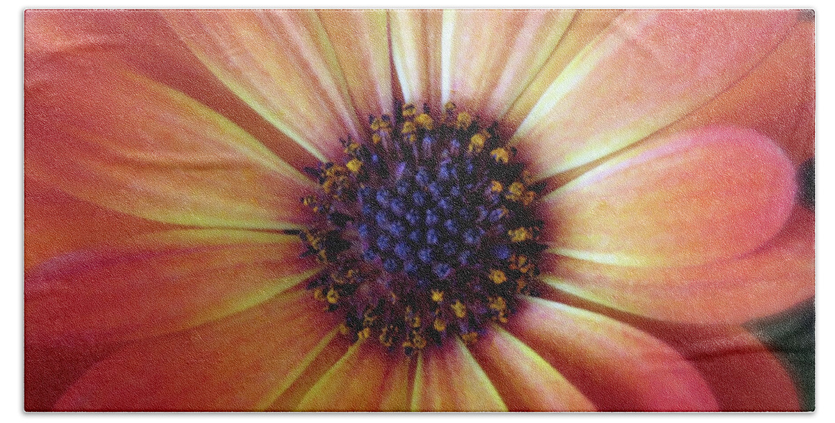 Flower Hand Towel featuring the photograph Orange Spanish Daisy Closeup by Johanna Hurmerinta