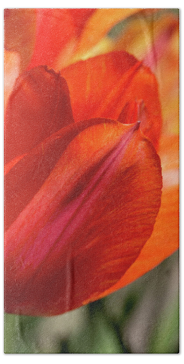 Tulip Hand Towel featuring the photograph Orange Tulips by Dawn Cavalieri