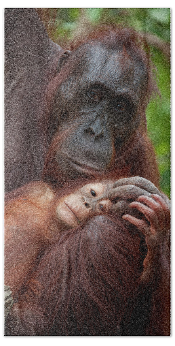 Suzi Eszterhas Bath Towel featuring the photograph Orangutan Tenderly Holds Baby by Suzi Eszterhas