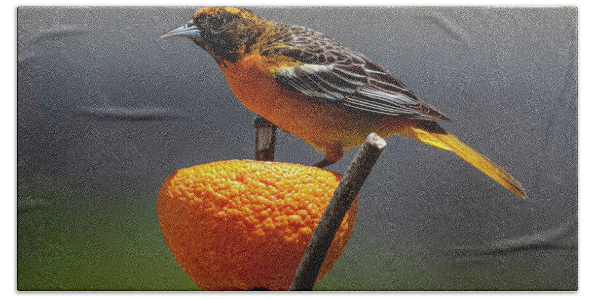 Songbird Bath Towel featuring the photograph Oriole and Orange by Cathy Kovarik