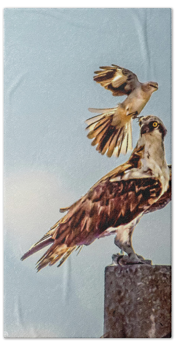 Susan Molnar Bath Towel featuring the photograph Osprey vs Mockingbird by Susan Molnar