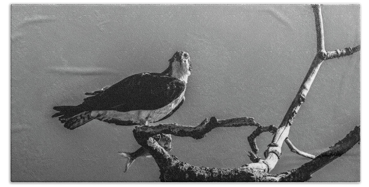 Raptor Bath Towel featuring the photograph Osprey With Lunch by Cathy Kovarik