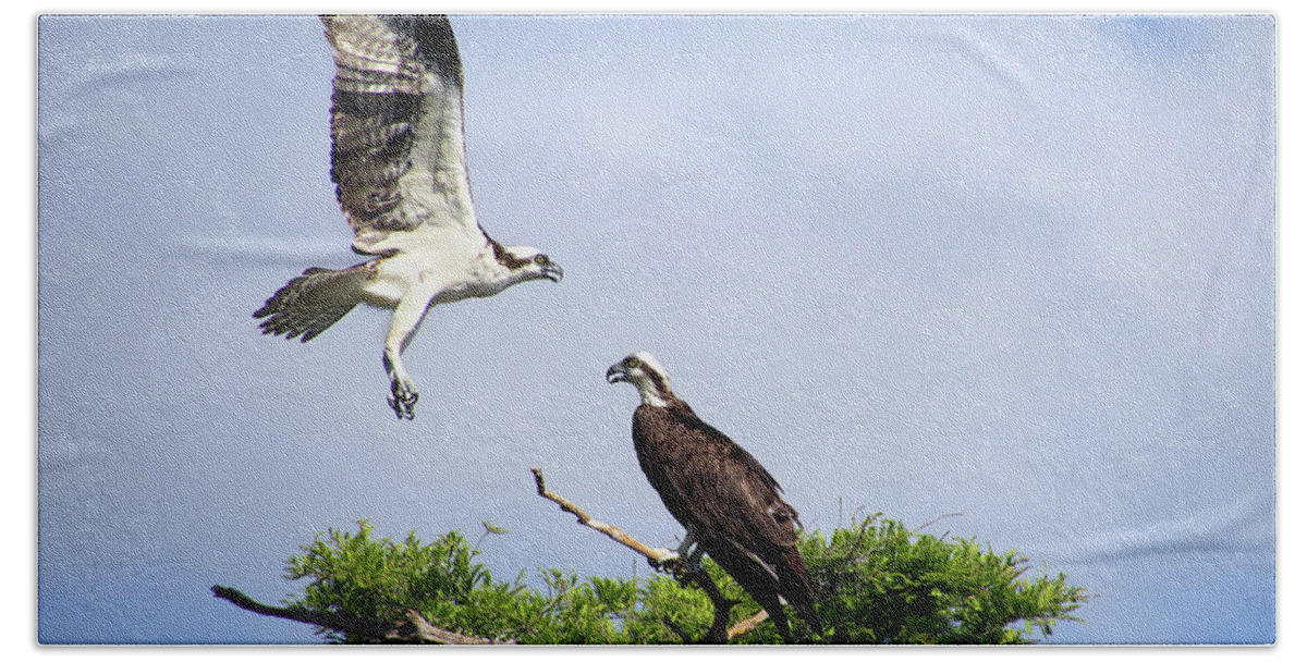 Osprey Bath Towel featuring the photograph Ospreys at Blue Cypress Lake by Michele A Loftus