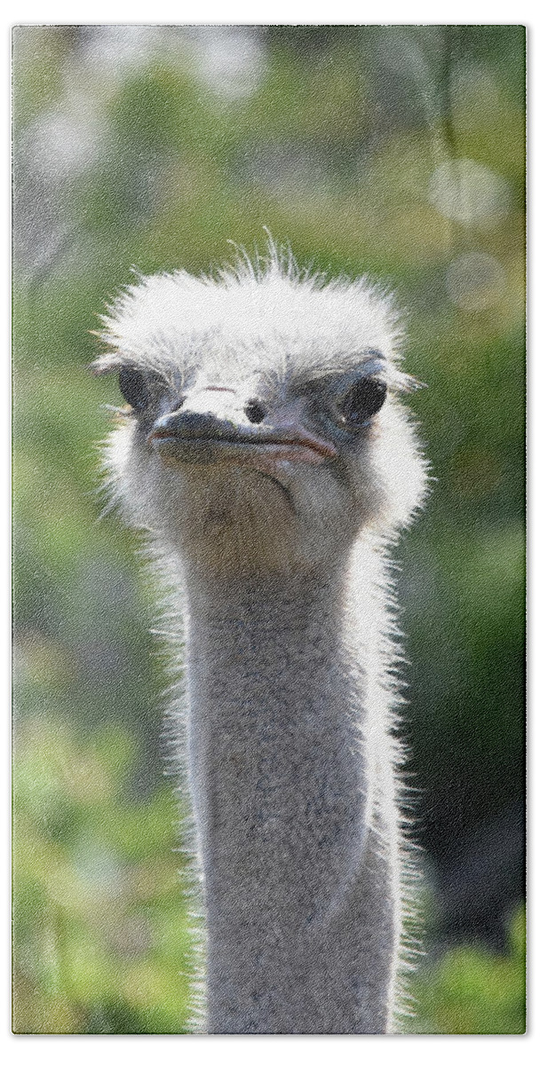 Ostrich Bath Towel featuring the photograph Ostrich Closeup by Ben Foster