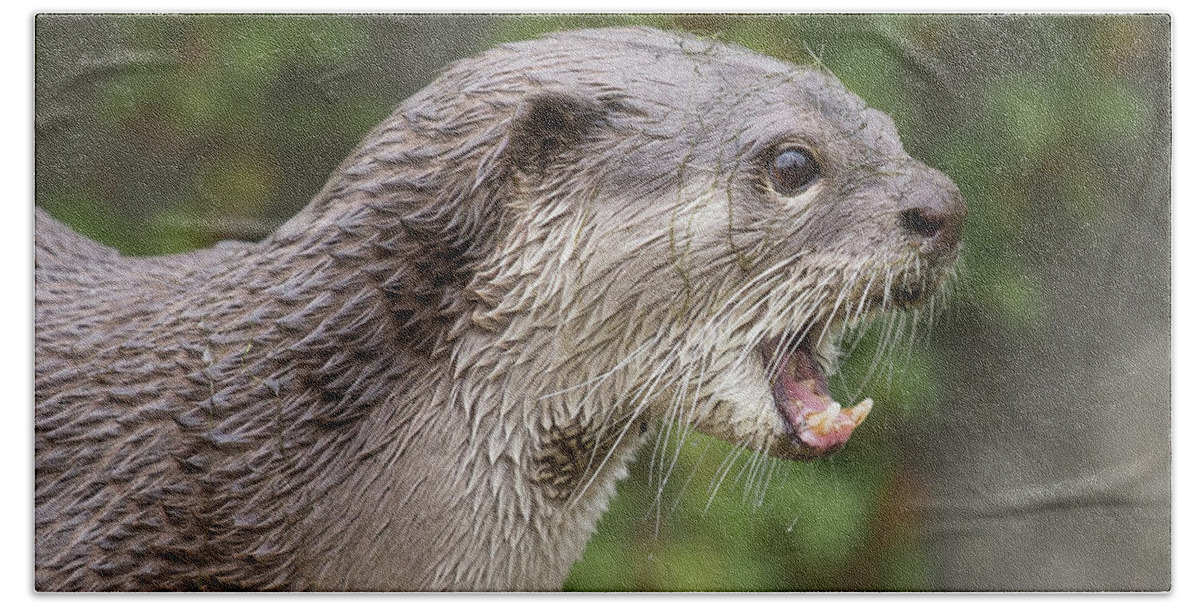 Otter Bath Towel featuring the photograph Otter by Nigel R Bell