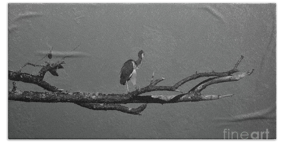 Names Of Birds Bath Towel featuring the photograph Out On A Limb Bnw by Skip Willits