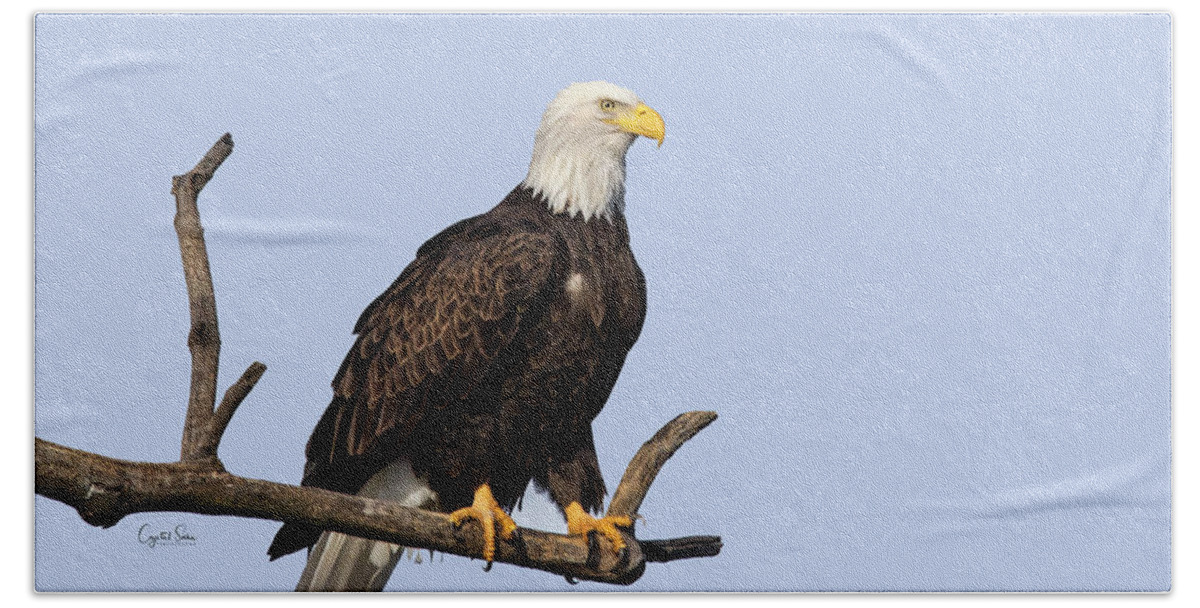 Eagle Bath Towel featuring the photograph Out on a Limb by Crystal Socha