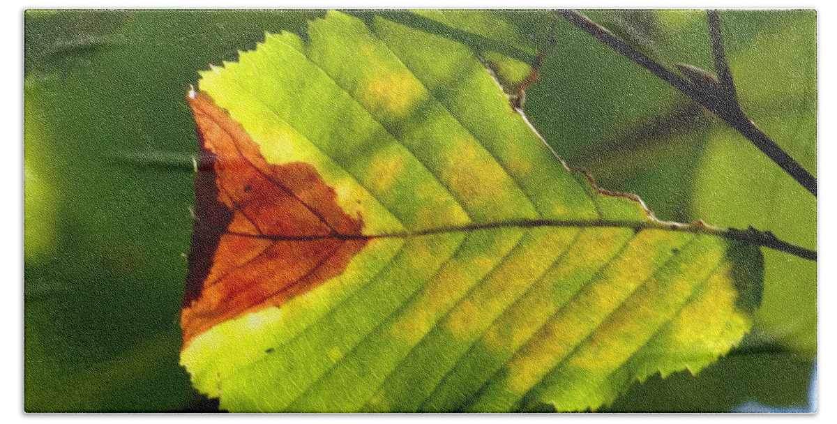Leaf Bath Towel featuring the photograph Outstanding leaf by Karin Ravasio