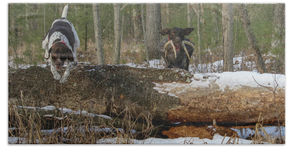 Gsp Bath Towel featuring the photograph Over the Log by Brook Burling