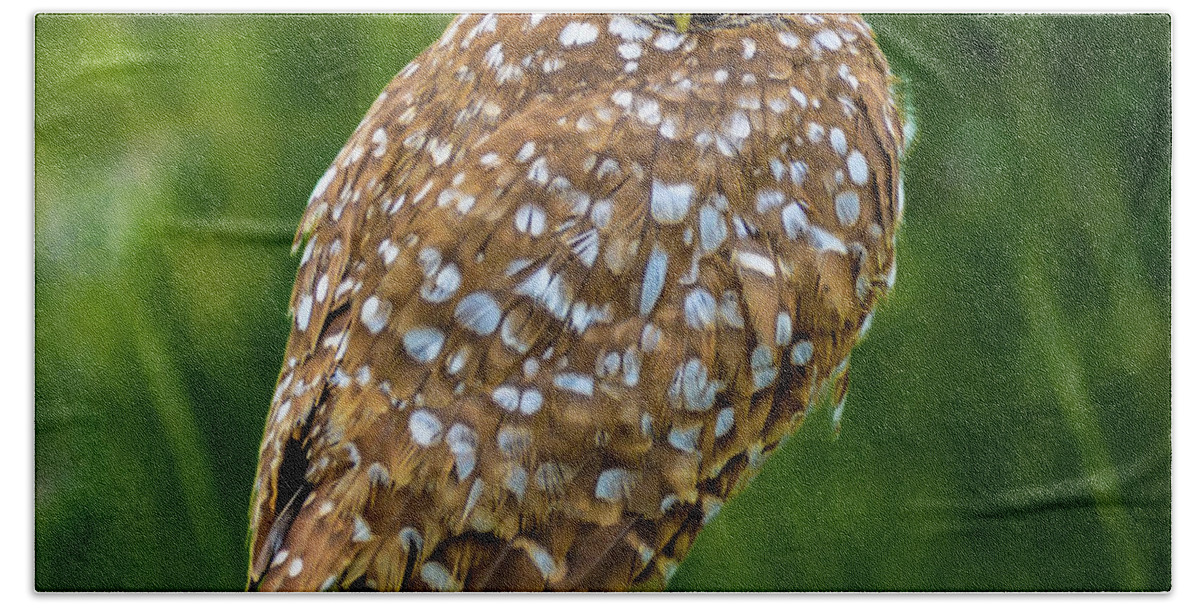 Burrowing Owl Bath Towel featuring the photograph Burrowing Owl by Debra Kewley