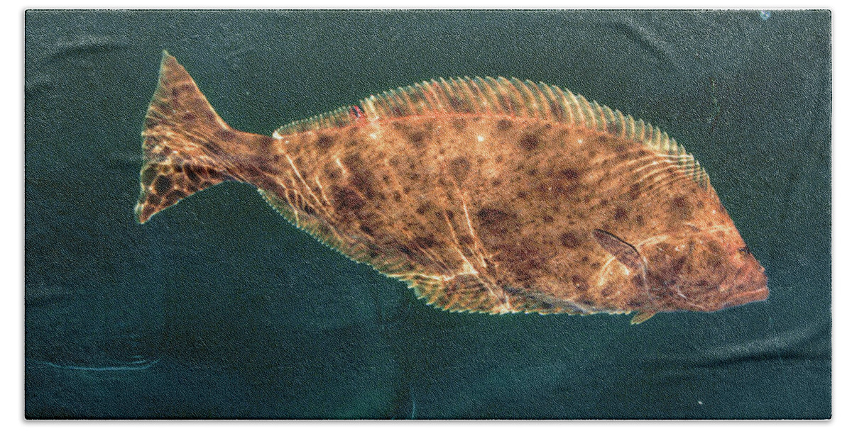 Fishing Bath Towel featuring the photograph Pacific Halibut by David Shuler
