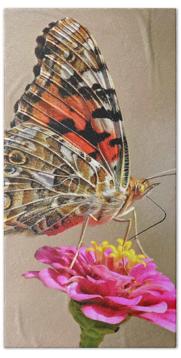 Butterfly Hand Towel featuring the photograph Painted Lady by Art Cole