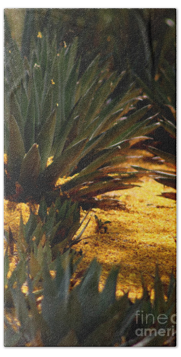 Palo Brea Bath Towel featuring the photograph Palo Brea Blossoms Covering Agave Gardens by Colleen Cornelius