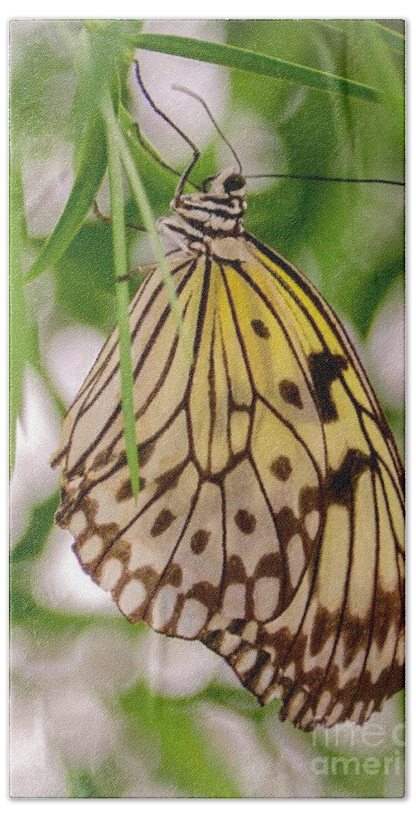 Butterfly Bath Towel featuring the photograph Paper Kite Butterfly by Susan Rydberg
