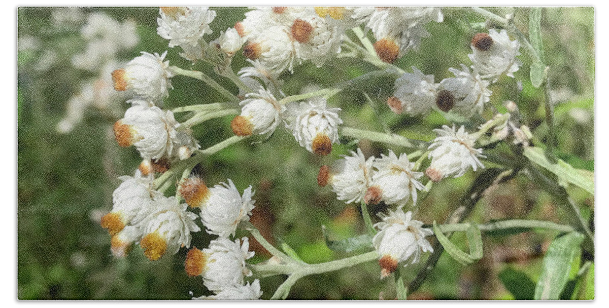 Pearly Everlasting Bath Towel featuring the photograph Pearly Everlasting 2 by Amy E Fraser