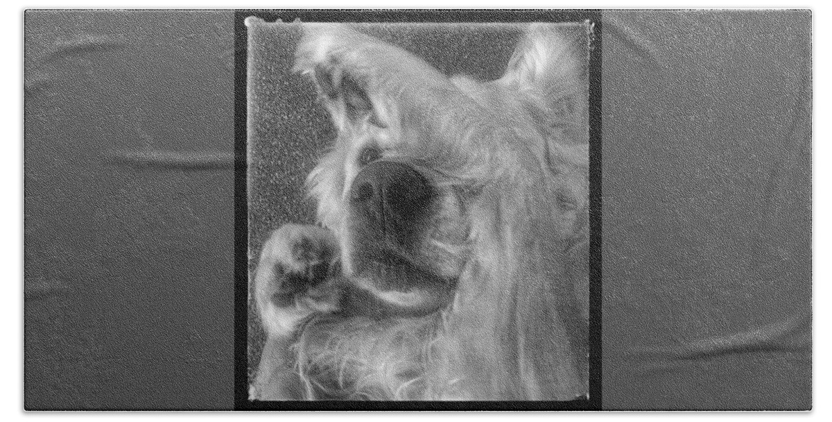 Golden Retriever Hand Towel featuring the photograph Peek a Boo by Roy Crowther