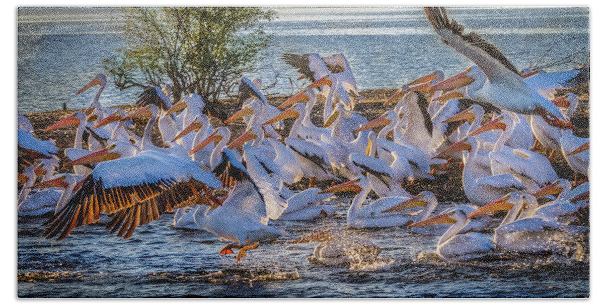 Pelicans. Pelican Bath Towel featuring the photograph Pelican Island by David Wagenblatt