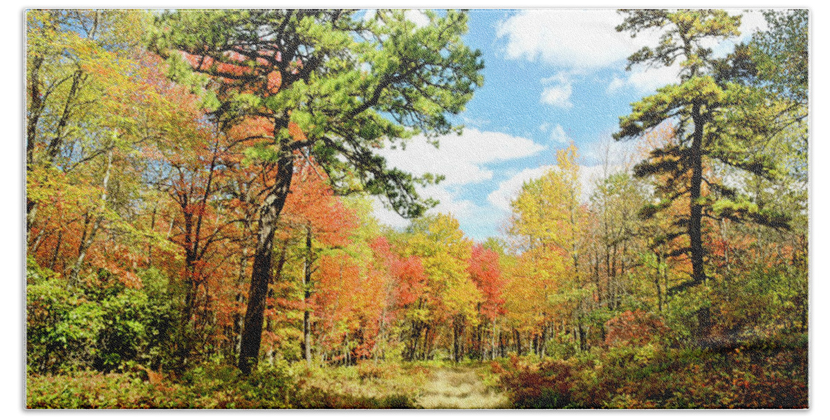 Color Bath Towel featuring the photograph Pennsylvania Forest in Autumn, Pocono Mountains by A Macarthur Gurmankin