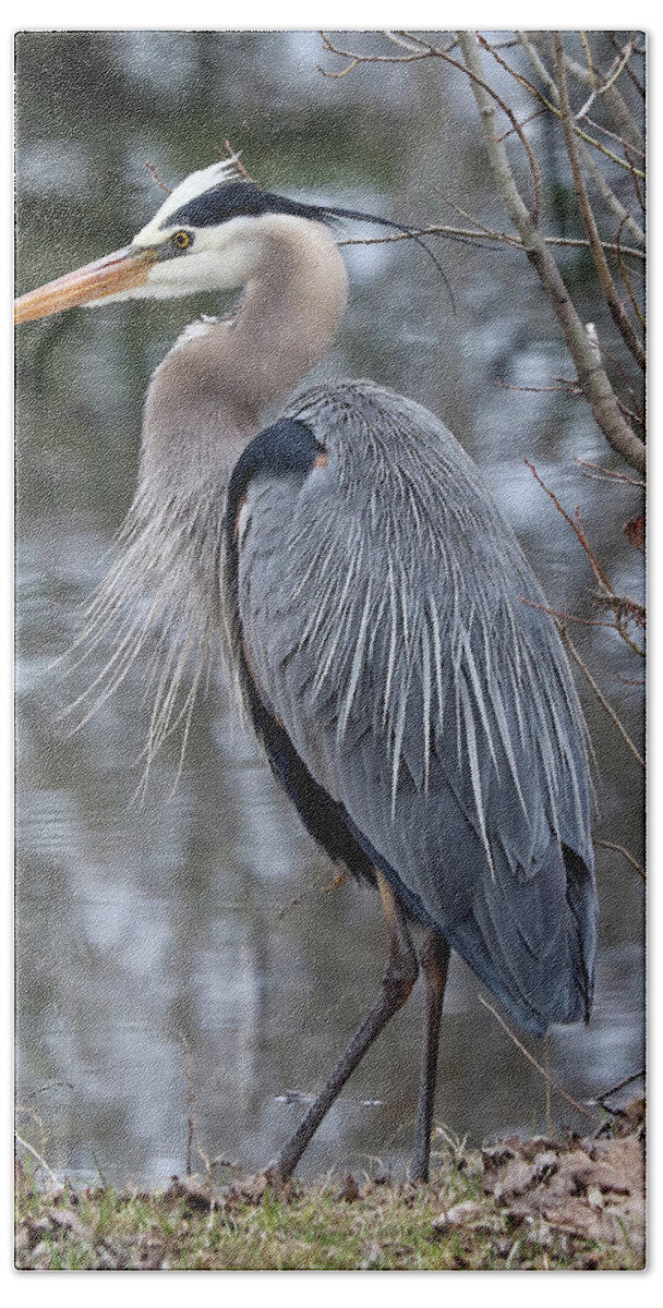 Great Blue Heron Bath Towel featuring the photograph Perfect Pose by Doris Potter