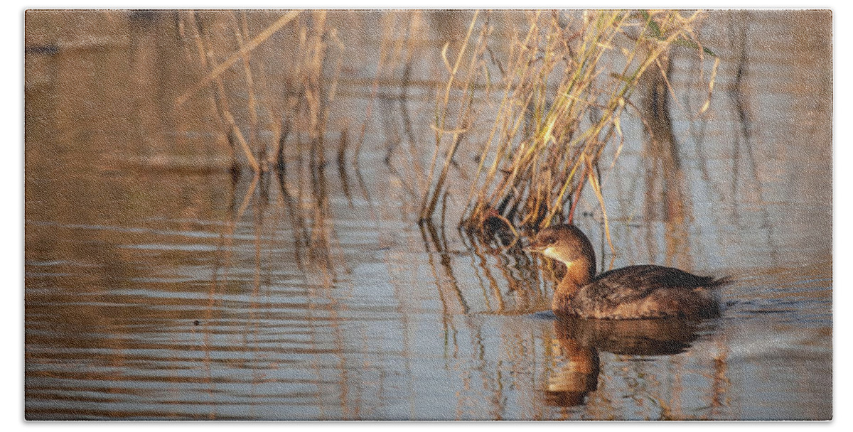 Loess Hills National Wildlife Refuge Hand Towel featuring the photograph Pied billed Grebe by Jeff Phillippi