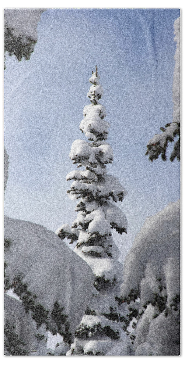 Snow Bath Towel featuring the photograph Pine Framed in Powder by Brett Pelletier