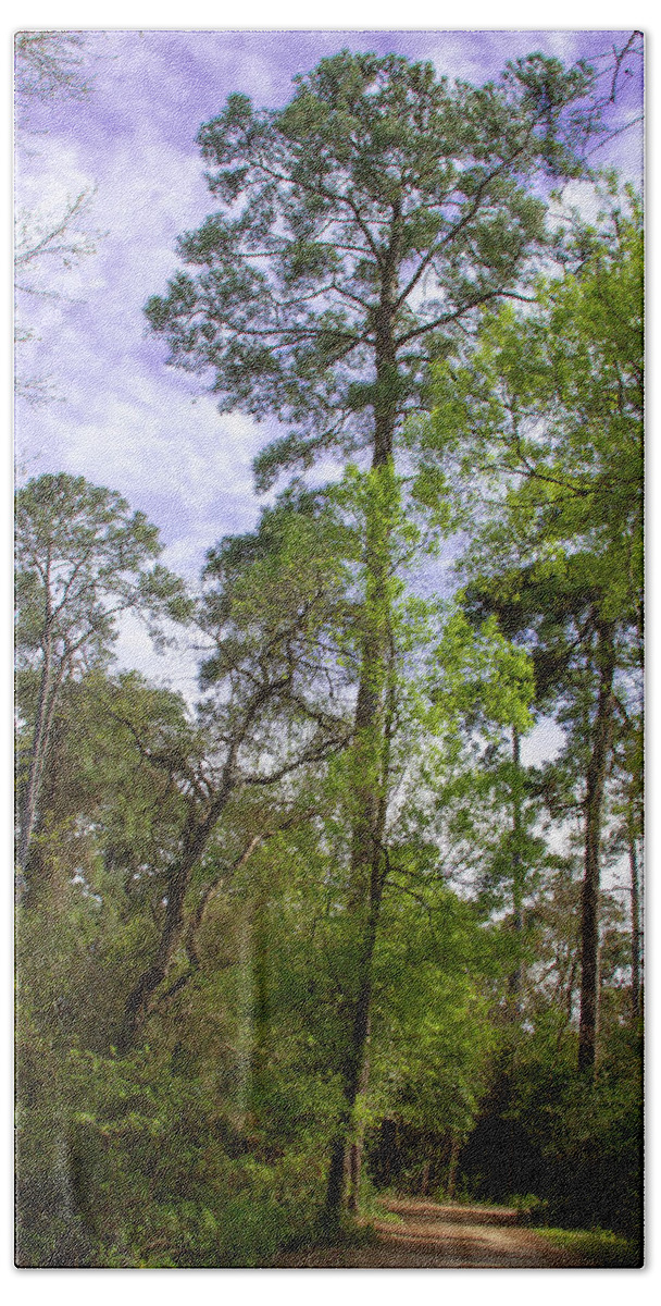Tree Pine Nature Hand Towel featuring the photograph Pine Tree by Rocco Silvestri