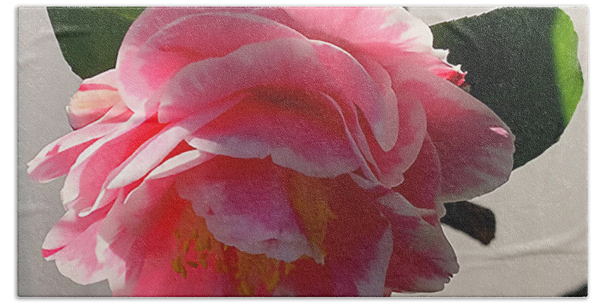 Floral Hand Towel featuring the digital art Pink And White Camellia Bloom by Kirt Tisdale