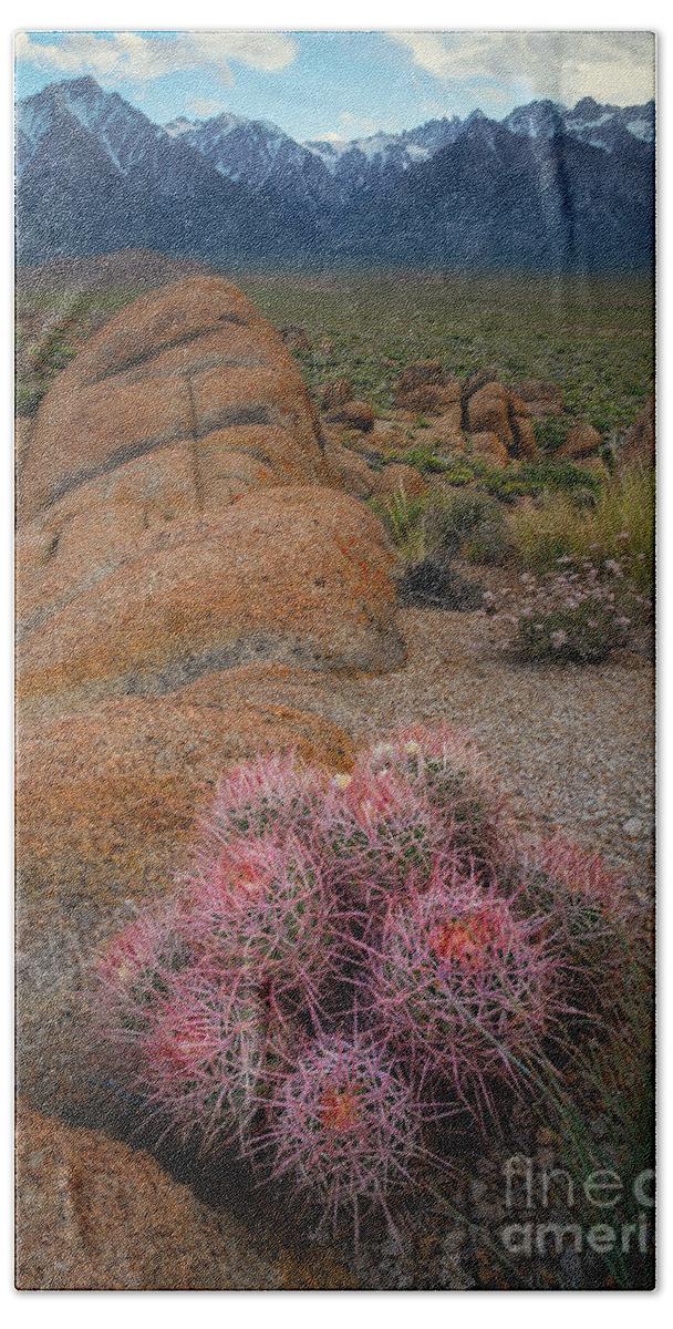 Sunrise Bath Towel featuring the photograph Pink Barrel Cacti by Michael Ver Sprill
