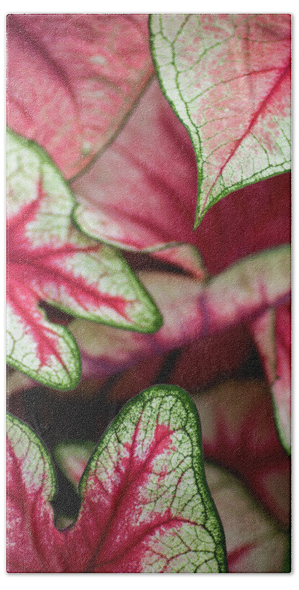 Caladium Bath Towel featuring the photograph Pink Caladiums by Ginger Stein